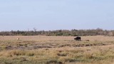 Video: Trâu rừng chạy trối chết khi khiêu khích cả đàn sư tử