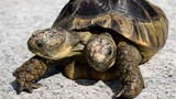Chú rùa hai đầu thọ nhất thế giới đón sinh nhật tuổi 23