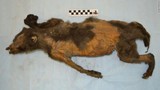 Mổ xác chó sói 14.000 năm tuổi phát hiện nạn nhân cuối cùng là... tê giác