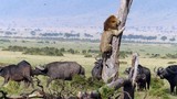 Trâu rừng nổi máu anh hùng tấn công sư tử cứu nguy voi con