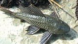 Xác khô loài cá bất tử ở Việt Nam hồi sinh khi được “tưới nước”