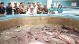Hình ảnh trang trại cá trê khiến ông Kim Jong Un thích thú
