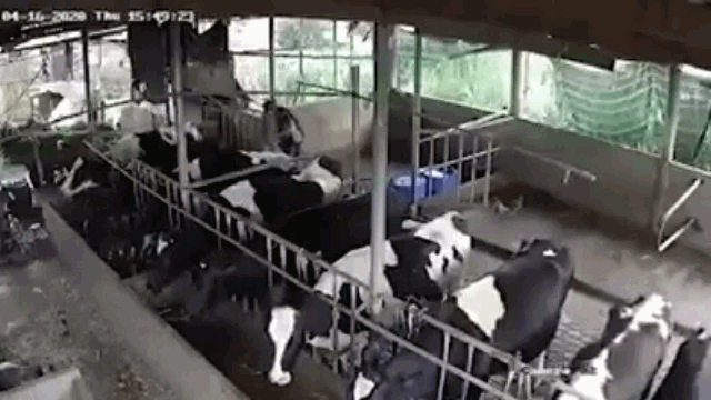 Video: Sét đánh trúng chuồng bò, 10 con bò sữa gục chết ngay tại máng ăn 