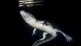 Choáng ngợp hình ảnh cá sấu bơi dưới nước tuyệt đẹp 