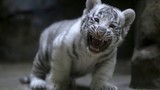 Hổ trắng con khoe răng nanh non nớt cực yêu