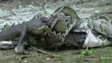 Ảnh động vật tuần: Trăn khổng lồ đại chiến, nuốt chửng cá sấu