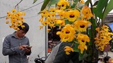 Ngắm khu bán hoa lan độc đáo ở chợ phiên Bắc Hà
