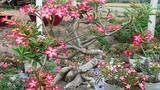 Mãn nhãn những chậu bonsai hoa siêu đẹp chơi Tết