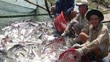 Infographic: Mỹ áp thuế “khủng”, DN cá tra Việt lo mất thị trường