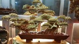 Mê tít những chậu bonsai gỗ cầu kỳ, tinh xảo