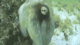 Video: Xem bạch tuộc biến hình nhanh như chớp