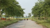 Thủ tướng yêu cầu làm rõ 2.000 ha đất bỏ hoang ở Mê Linh