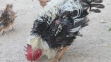 Rộ “mốt” nuôi gà lông ngược giá hàng triệu đồng