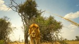 Video: Sư tử đực thừa lúc 'bạn tình' đi vắng giết sư tử con