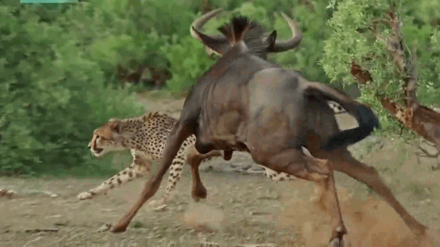 Video: Gãy 1 chân, linh dương đầu bò vẫn tử chiến 3 báo săn
