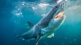 Phát hoảng khi câu được cá mập trắng lớn ở ngoài khơi New Zealand