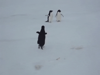 Video: Chim cánh cụt "hằm hằm" phi tới giải cứu con non