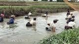 Xem dân xứ Quảng bắt cá bằng nơm tre mùa mưa lũ