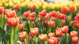 Mê mải giữa “đồi” tulip ngạt ngào hương sắc tại Bà Nà