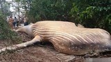Một 'quái thú khổng lồ' xuất hiện trong Amazon dài 12 mét