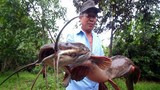 Cá trê khủng 1m ở Hậu Giang: Soi các “thuỷ quái” có 1-0-2 tại Việt Nam