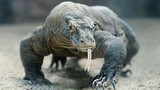 Loài “rồng” lớn nhất TG có nguy cơ tuyệt chủng: Quý hiếm cỡ nào? 