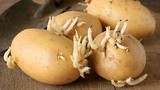 Khoai tây mọc mầm gây ngộ độc có đúng?