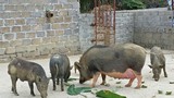 Vua lợn rừng tiết lộ “tuyệt chiêu” kiếm trăm triệu mỗi năm