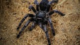 Video: Hoảng hồn khi thấy nhện kịch độc khổng lồ bò vào nhà