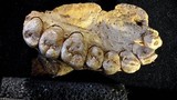 Phát hiện hóa thạch có thể viết lại lịch sử loài người