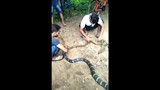 Video: Hổ mang chúa dài 4m nhận bài học đau đớn vì tham ăn