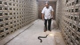 Hợp tác xã nuôi đàn rắn hổ mang cực độc lên tới 30.000 con