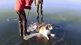 Video: Chú chó tội nghiệp mắc kẹt đuôi và chân trên hồ băng