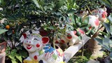 Heo vàng 5 triệu đồng cõng quất bonsai chào tết Kỷ Hợi 2019