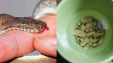 Hạt chanh có thể cứu sống người bị rắn cắn chỉ trong vòng 1 phút