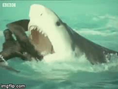 Video: Con chim xấu số vật lộn trong hàm cá mập sau phút bất cẩn