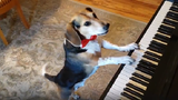 Video: Chú chó tự chơi đàn piano và 'hát' gây sốt cộng đồng mạng