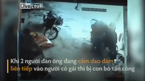Video: Bò lao vào tấn công hai người đàn ông đang đâm cô gái