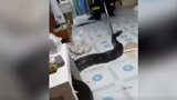 Video: Trăn béo mầm trong tủ quần áo khiến chủ nhà "đứng hình"
