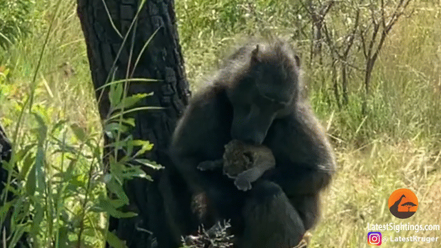 Video: Khỉ đầu chó bắt cóc con báo gấm nhỏ làm đồ chơi