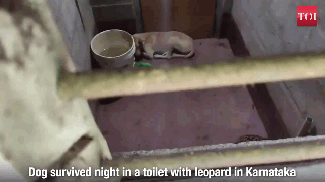 Video: Chó nhà bị nhốt cả đêm cùng báo hoa mai và cái kết