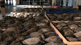 3.500 con rùa bất tỉnh vì lạnh ở Mỹ