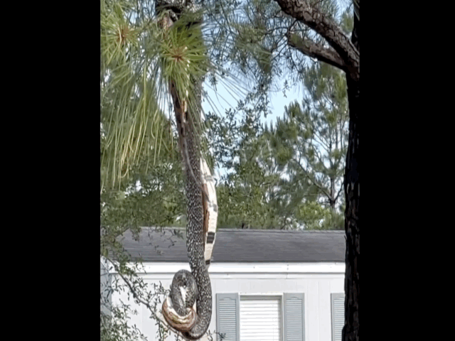 Video: Rắn vua treo mình lủng lẳng trên cành cây để săn mồi