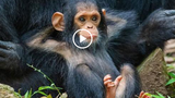 Video: Những khoảnh khắc "tấu hài" dễ thương của các loài động vật