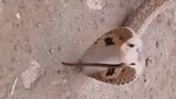 Video: Kinh dị cảnh rắn hổ mang bị con rắn khác làm tổ trong mũi
