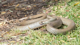 “Tóm dính” hai con rắn cực độc đang giao phối trong nhà