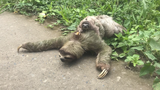 Video: Một con lười đang cố gắng sang đường ở Costa Rica