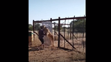 Video: Người đàn ông bị sư tử vồ ngã và diễn biến cảm động phía sau