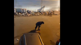 Video: Người phụ nữ tay không ôm sư tử xổng chuồng trên đường phố