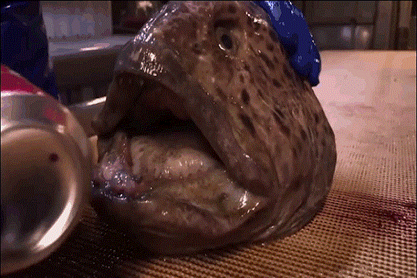 Video: Mất phần thân, lươn sói khổng lồ vẫn cắn nát lon nước ngọt